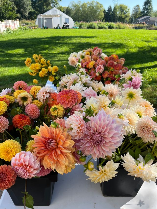 Featured photo from Cut flowers and weddings