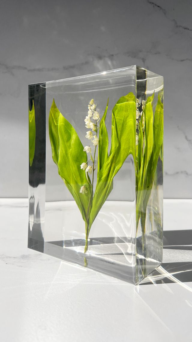 Featured photo from Lily of the Valley