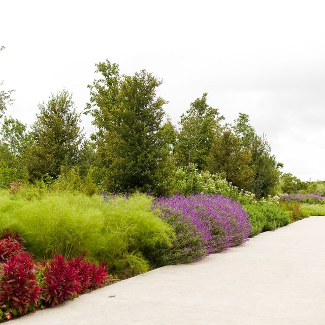 Featured photo from Pollinator Alley