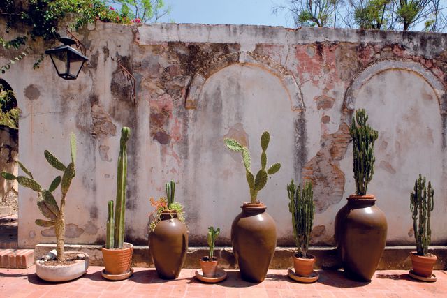 Featured photo from Cactus Terrace