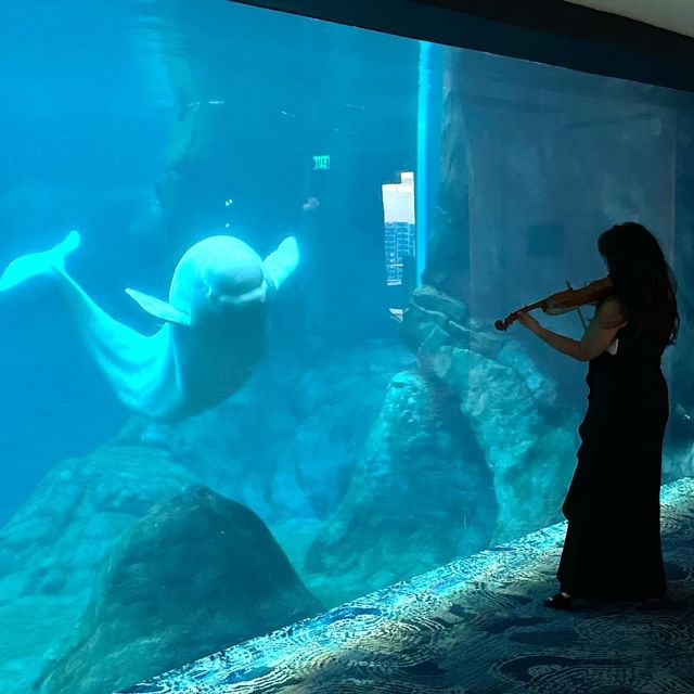 Featured photo from Georgia Aquarium - Prime Power Services Anniversary Gala