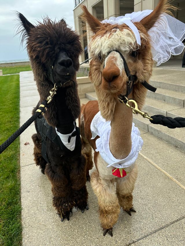 Featured photo from Alpaca Wedding