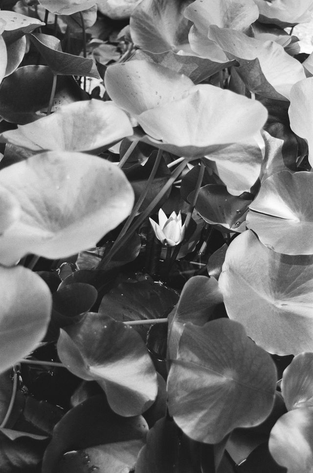 Featured photo from Lotus-Inspired Style Shoot