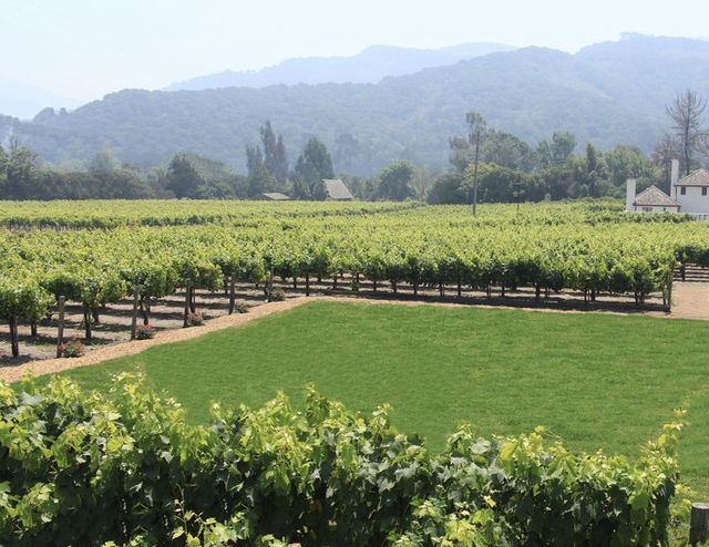 Featured photo from Rose Vineyard