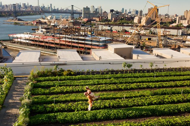 Featured photo from Brooklyn Navy Yard Rooftop Farm