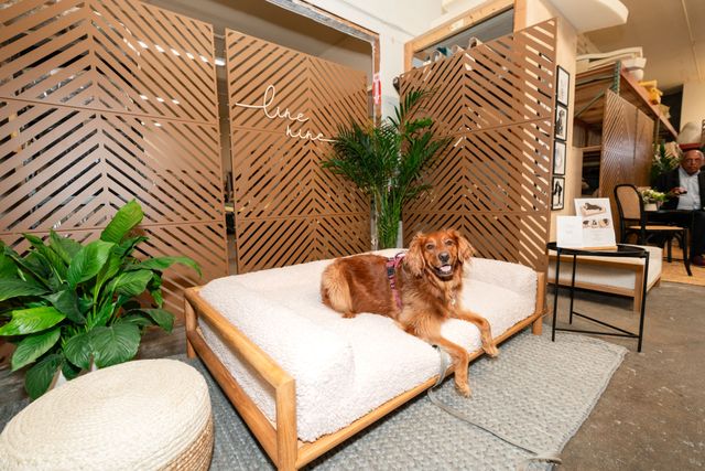 Featured photo from Dog Bed Start-Up Launch Party