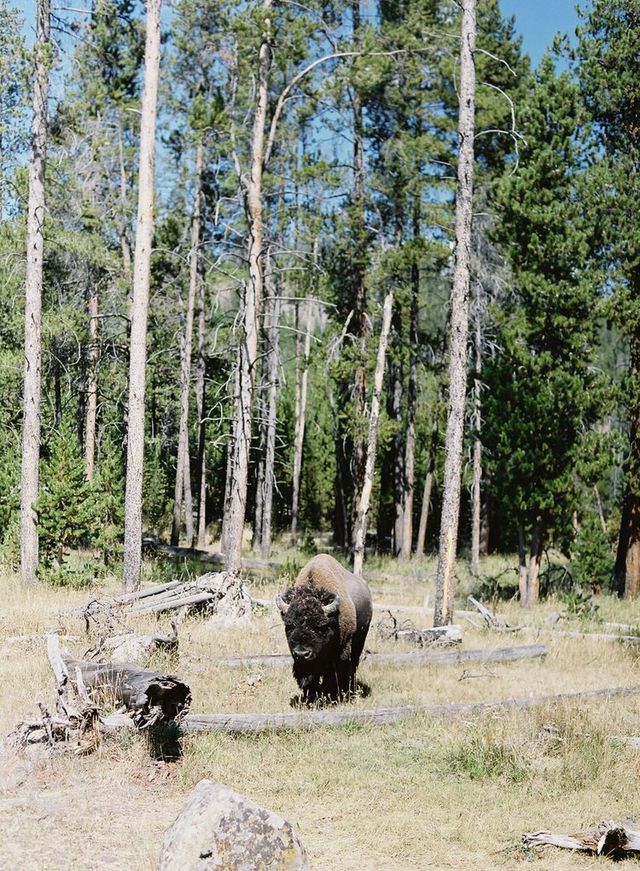 Featured photo from Alex + Amanda's Big Sky Wedding
