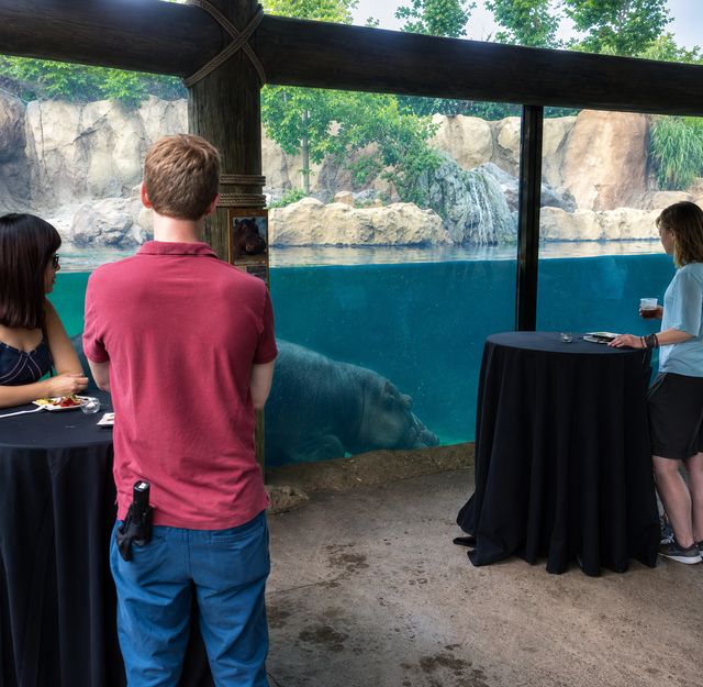 Featured photo from Hippo Cove