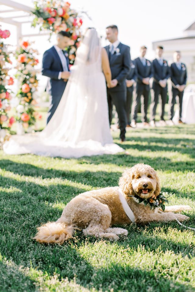 Featured photo from Wedding & Dog Photos