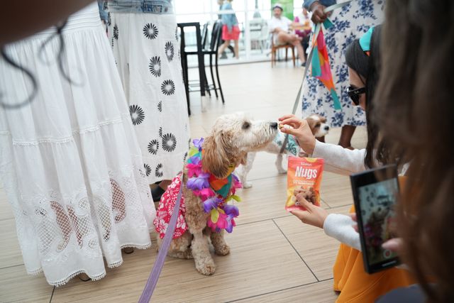 Featured photo from PAWS Chicago Beach Party 2025