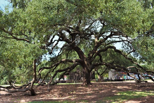 Featured photo from Jane Ellen's Tree