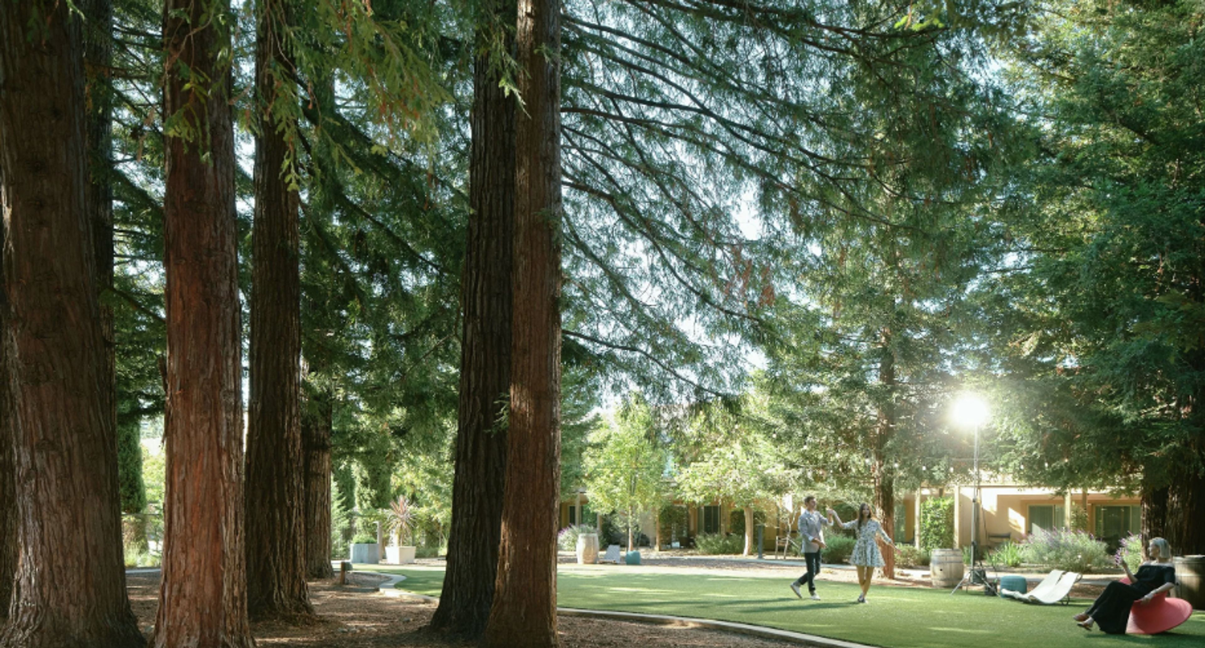 Redwood Grove, an event space at Napa Valley Marriott Hotel & Spa