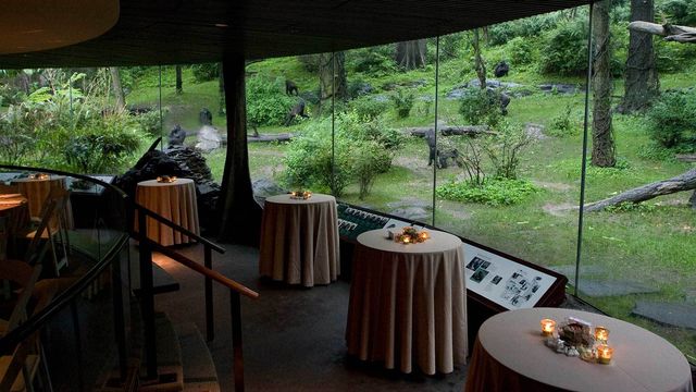 Featured photo from Congo Gorilla Forest Gallery