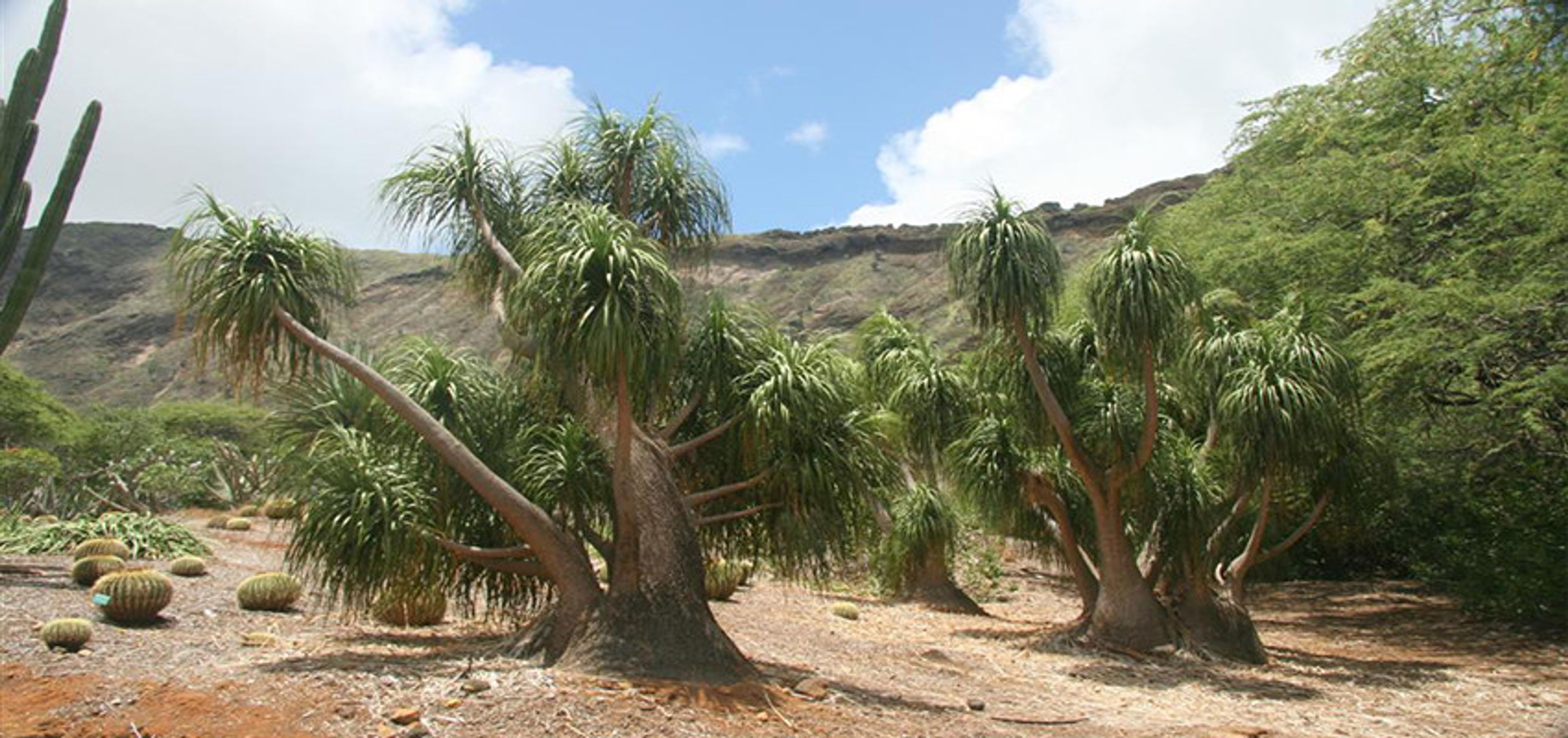 Koko Crater Botanical Garden, an event space at Koko Crater Botanical Garden