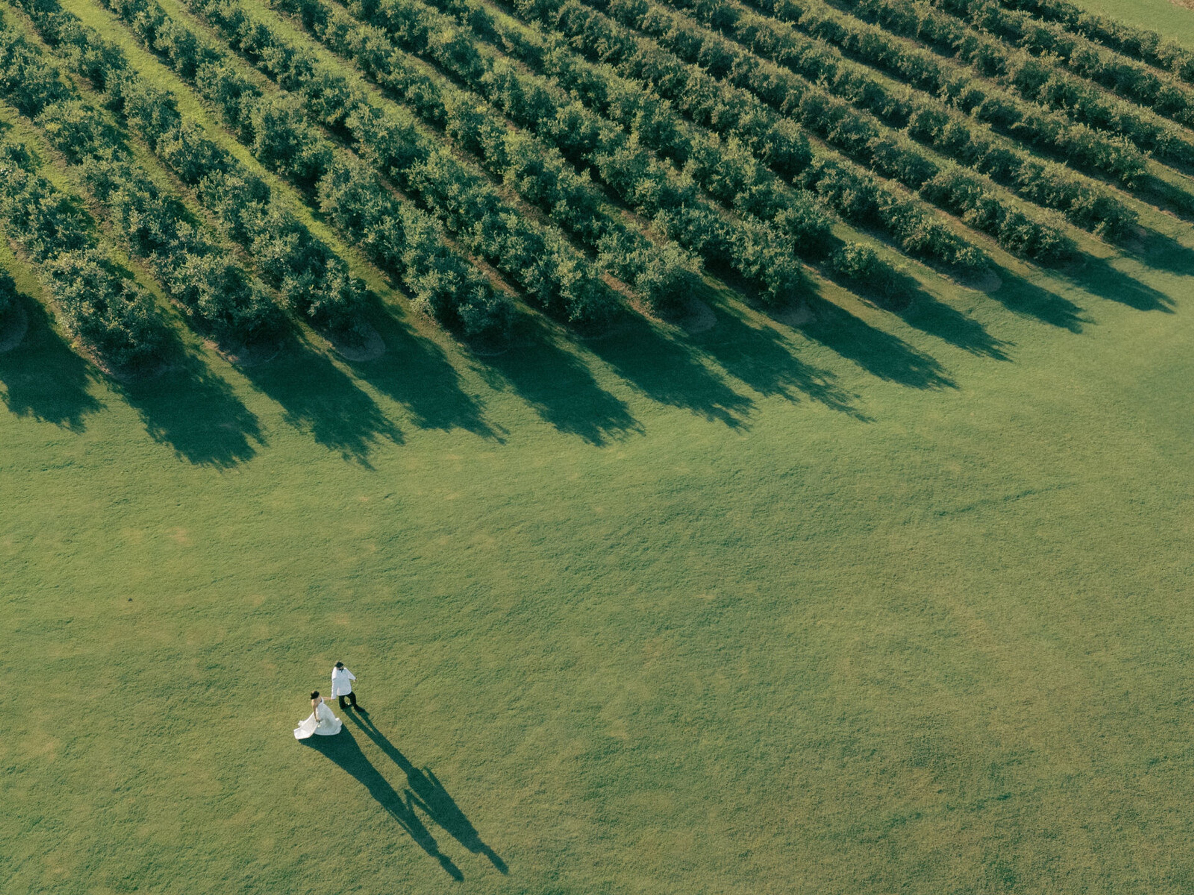 The Blueberry Field, an event space at Hadden Estate