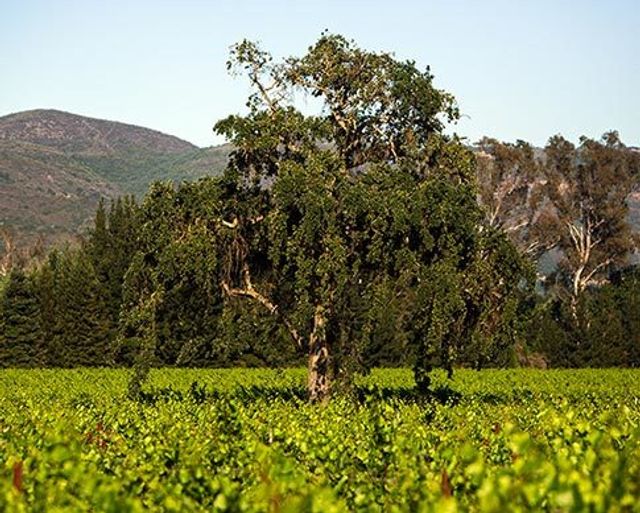 Featured photo from The Walnut Tree