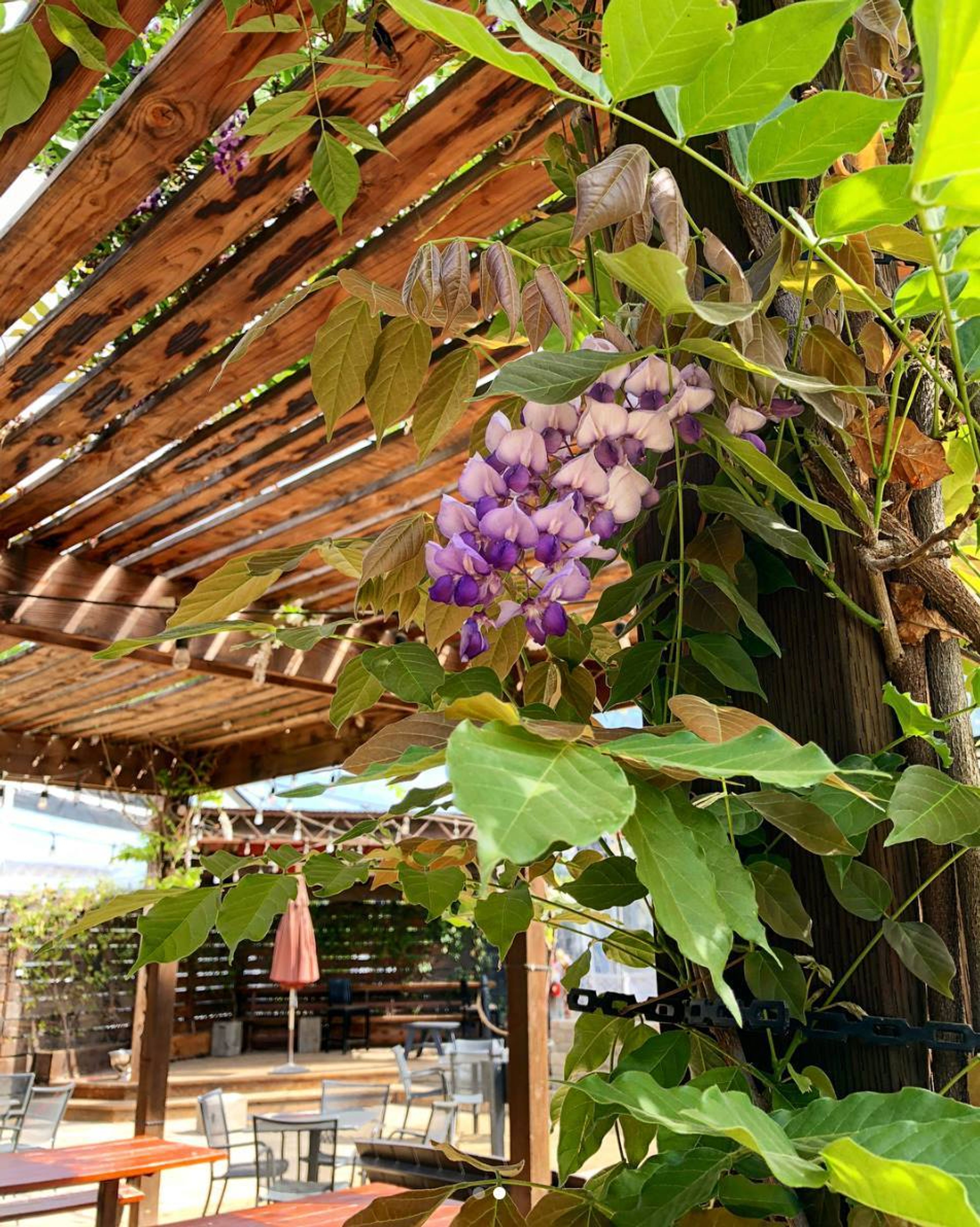 HopMonk Tavern Novato Beer Garden, an event space at Hopmonk Tavern Novato
