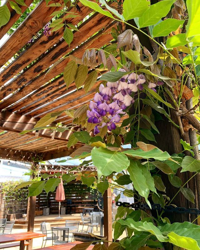 Featured photo from HopMonk Tavern Novato Beer Garden