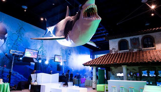 Featured photo from Shark Room