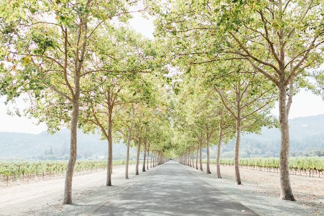Featured photo from Lush Greenery Infused Wedding at Beaulieu Garden in Napa, CA