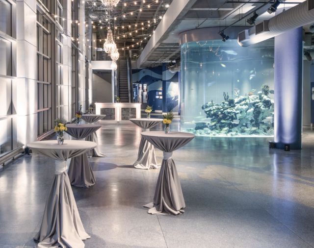 Featured photo from Aquarium Galleries Specs