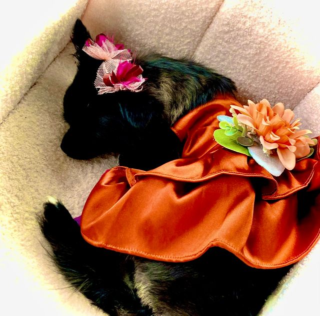 Featured photo from Olive