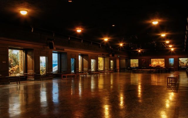 Featured photo from North American Mammal Hall (Level 2)