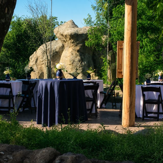 Featured photo from African Lion