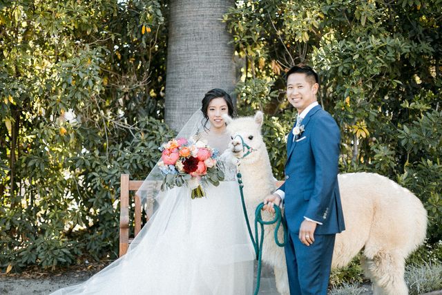 Featured photo from What wedding is a wedding without an Alpaca?
