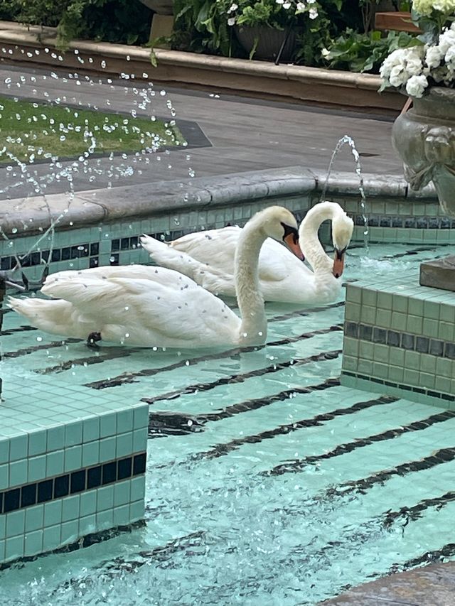 Featured photo from Taylor & Taylor's Four Season's Swans