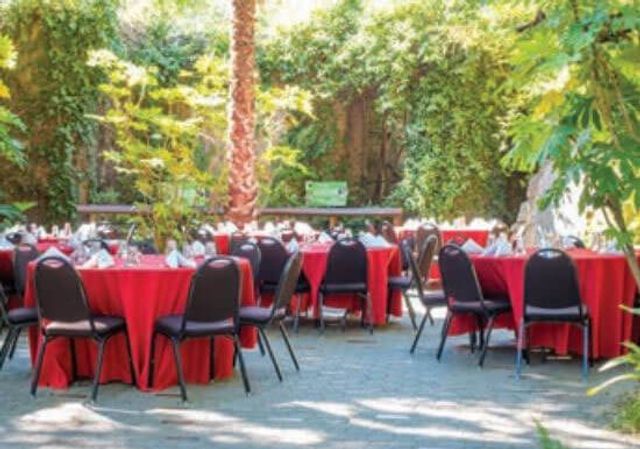 Featured photo from Rare Feline Courtyard