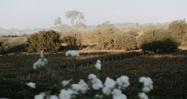 Featured photo from The Patio & Meadow