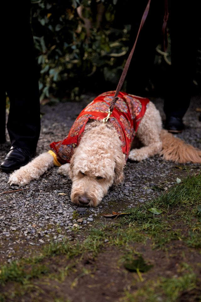 Featured photo from A Perfect Pacific Northwest Day for Love — and a Pup Who Stole the Show at Jardin del Sol