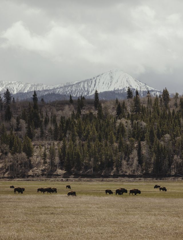 Featured photo from North Lawn